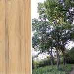 hickory-and-tree Hickory wood grain scan and picture of the tree