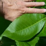 shagbark_hickory_leaf Hickory leaf