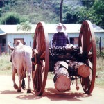 Down in Paraguay, nothing beats an ox cart for hauling tropical logs to the mill