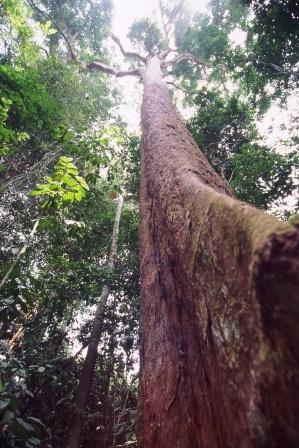 [http://www.woodworkerssource.com/blog/wp-content/uploads/2010/04/bubinga_tropical_forest_tree.JPG]