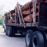 Fresh load of logs just arrived at the mill; I think these are mahogany