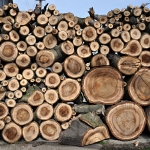 walnut logs sapwood