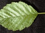 Alder leaf