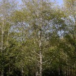 Alder tree (Alnus rubra)