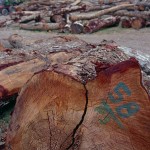 Mahogany Logs in Mexico