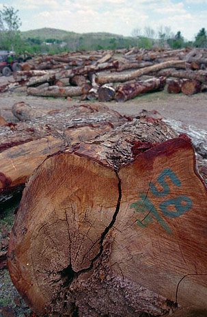 Caoba Goldwood International