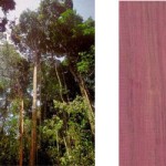 Purple Heart Tree and wood Scan