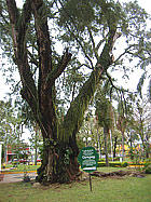 Curupay tree (from Flickr, click for lager version and caption)