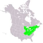 Hard maple grows in the Great Lakes region of North America and New England