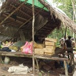 Typical housing for loggers. An area of about 50 feet in diameter is cleared around the house to protect it from falling trees, and animals and snakes