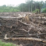 Slash and burn for agriculture that will not help the people or the forest.