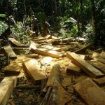 Making billets out of logs on site in the jungle causes less damage to the forest than dragging out whole logs.