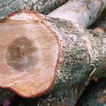 Hard Maple log shows the dark heartwood in the center with a wide band of white sapwood