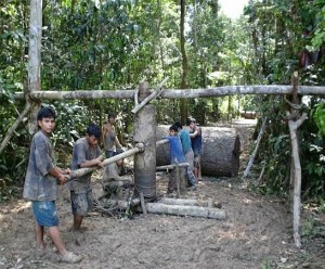 Typical logging operation winching logs out (built on-site).  Log is from a Lupuna tree which is cold peeled for plywood manufacture.