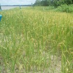 One of the few places rice will grow, the fertile riverbank during low water season