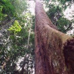 Bubinga tree in Cameroon