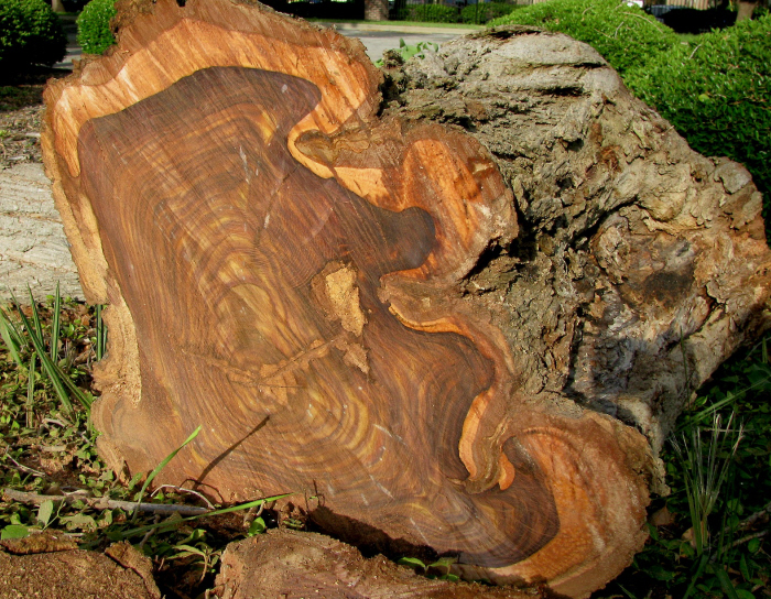 Indian Rosewood Might Inspire Your Next Project – Woodworkers Source Blog